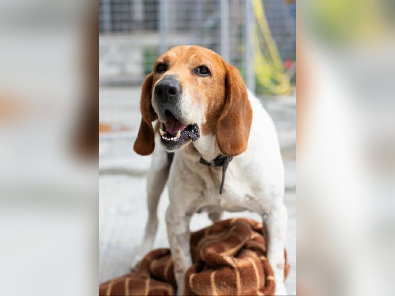Beagle Mix PAVLOS sucht eine Familie!