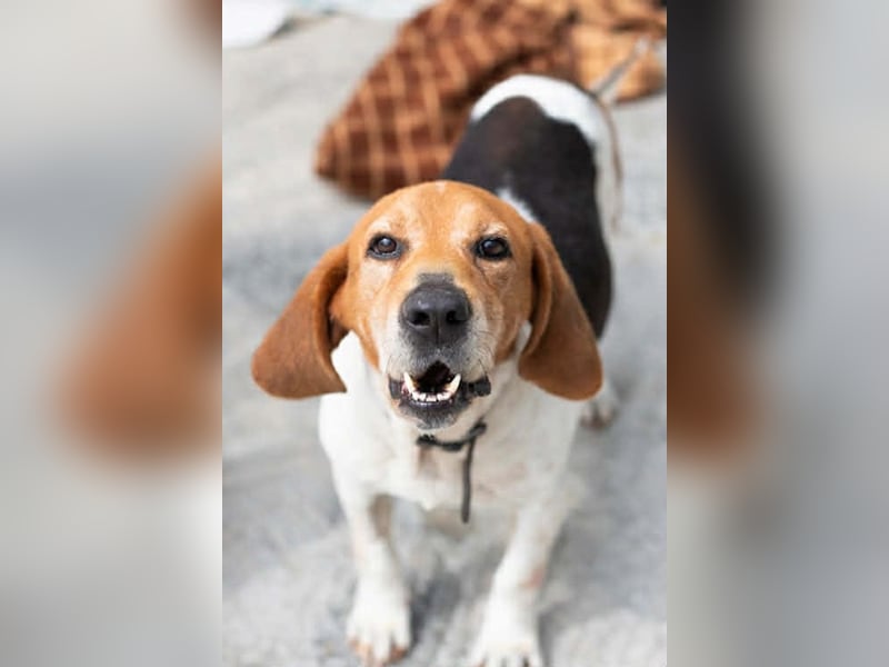 Beagle Mix PAVLOS sucht eine Familie!