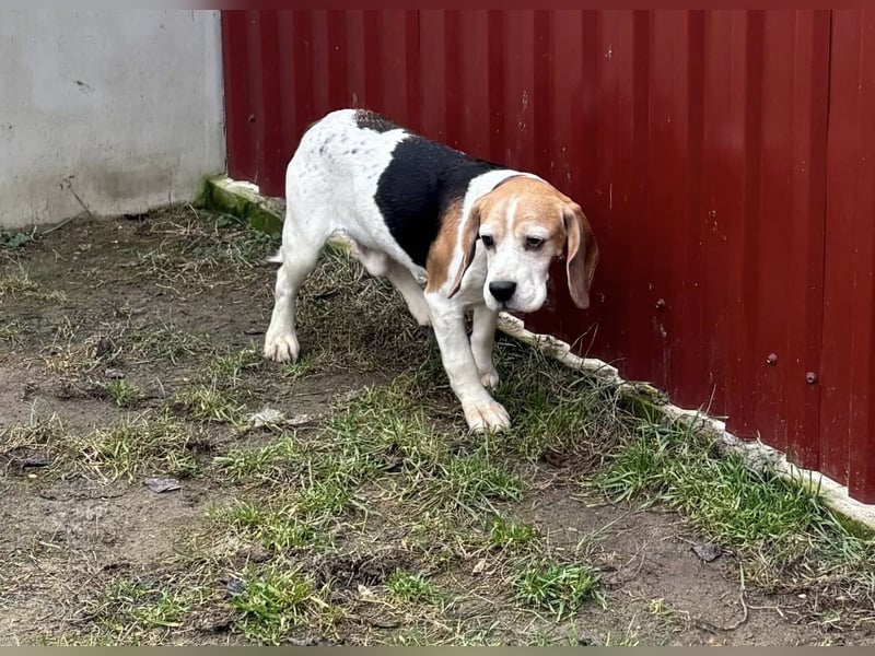 Zeusz-NH– freundlicher Beagle-Rüde sucht geduldige Menschen