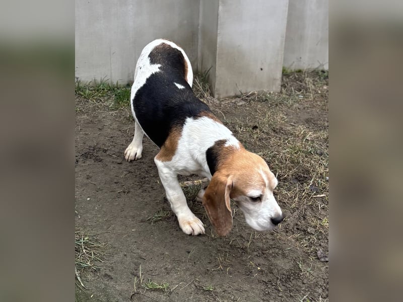 Zeusz-NH– freundlicher Beagle-Rüde sucht geduldige Menschen