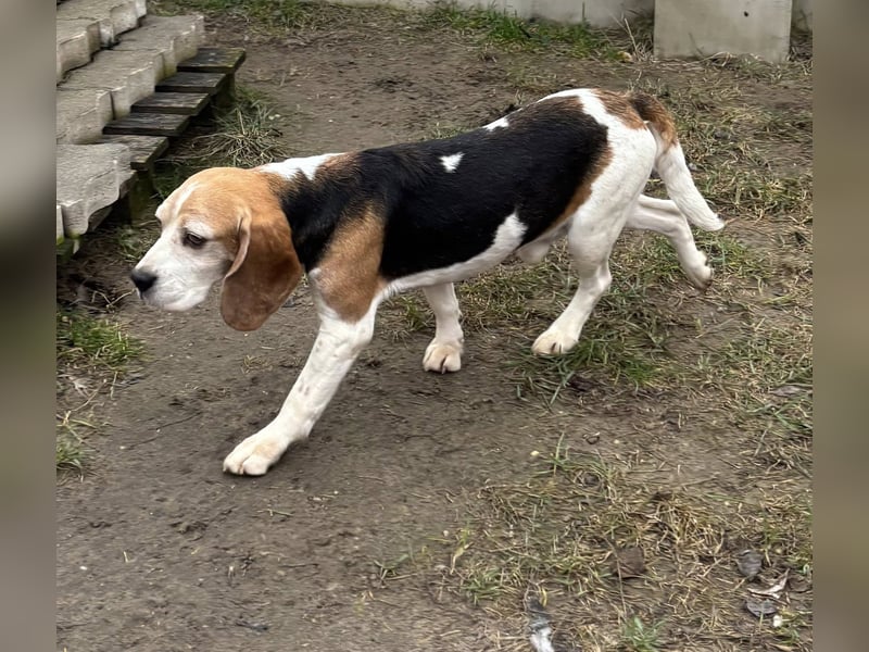 Zeusz-NH– freundlicher Beagle-Rüde sucht geduldige Menschen