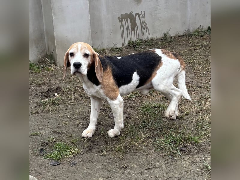 Zeusz-NH– freundlicher Beagle-Rüde sucht geduldige Menschen