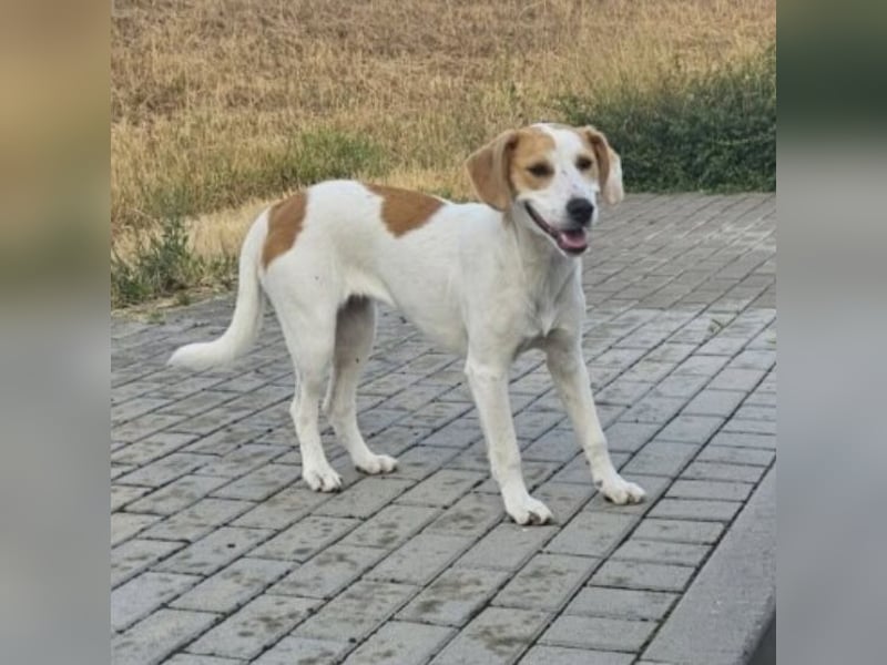 METTI VERSPIELTE HÜNDIN