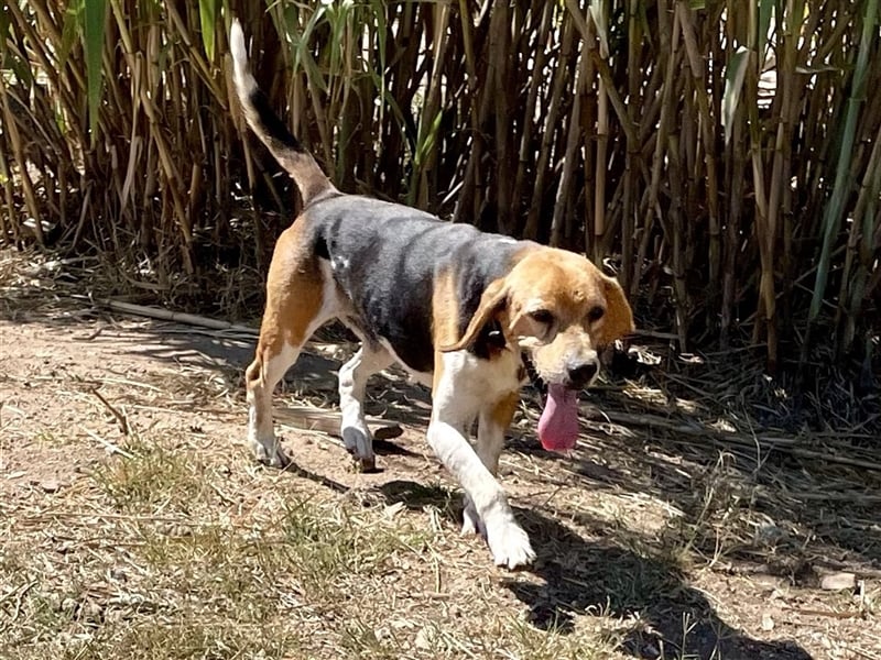 Gustav – reserviert