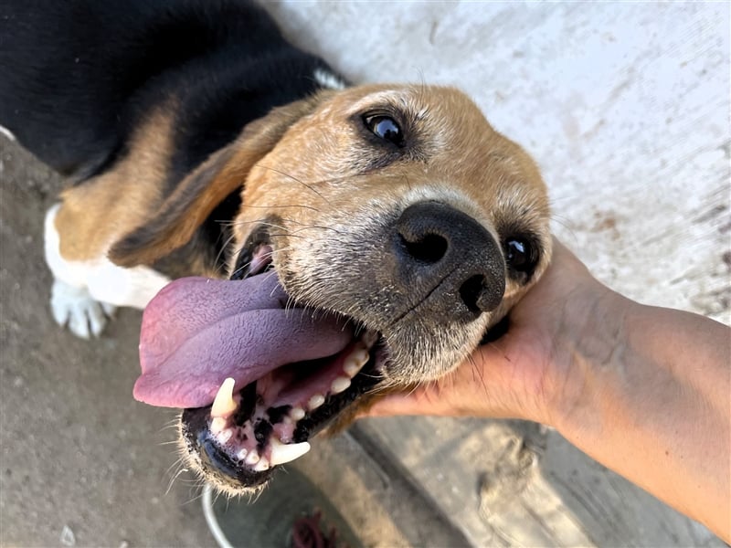 Gustav – reserviert