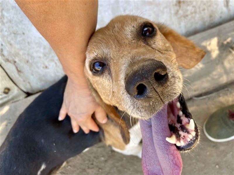 Gustav – reserviert