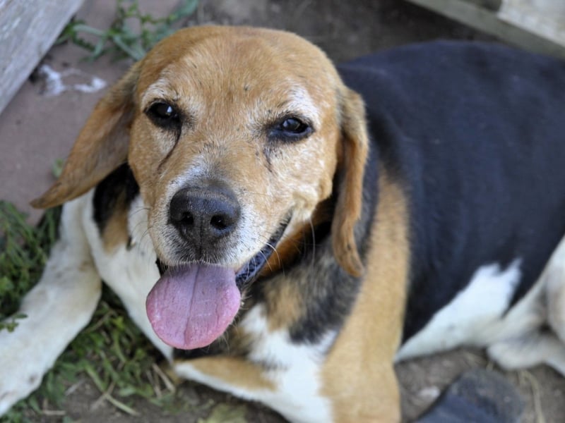 Gustav – reserviert