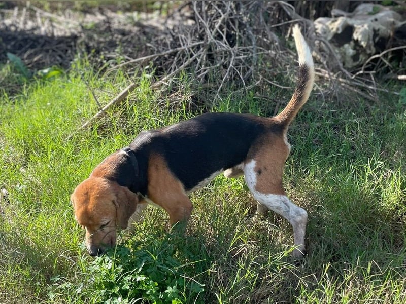 Gustav – reserviert