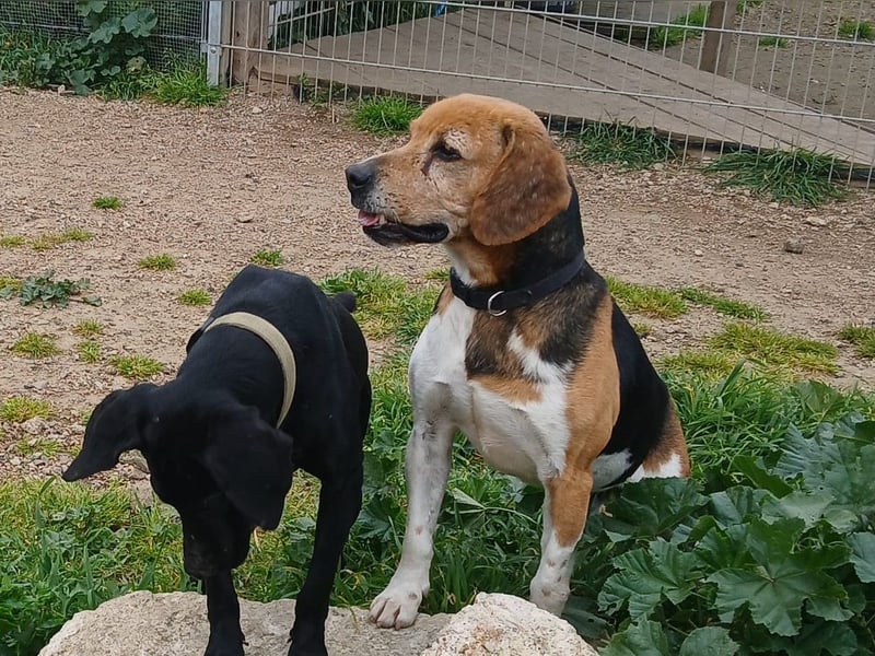 Gustav – reserviert