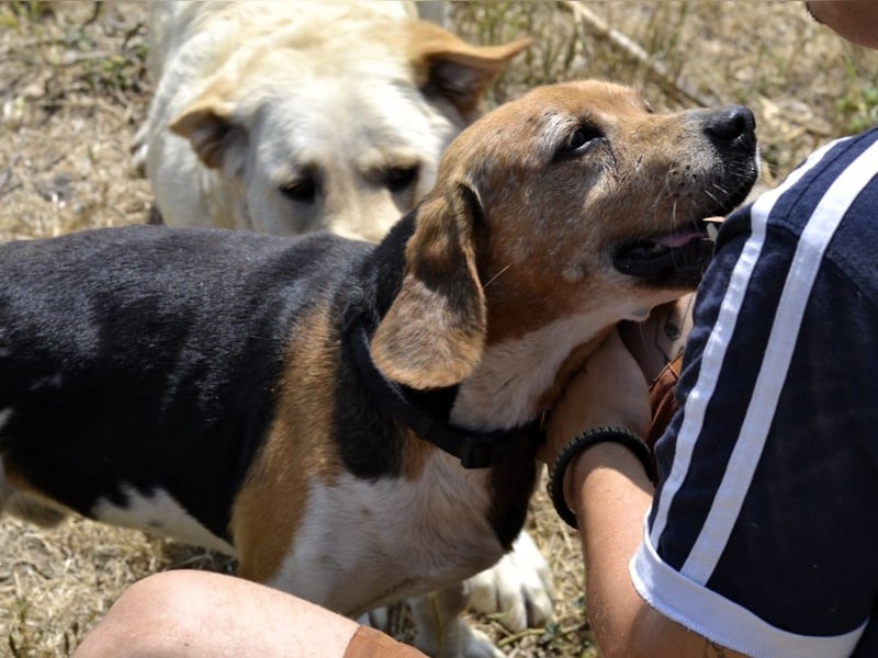 Gustav – reserviert