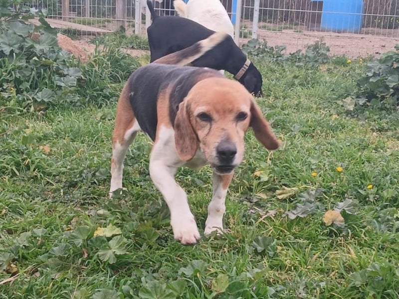 Gustav – reserviert