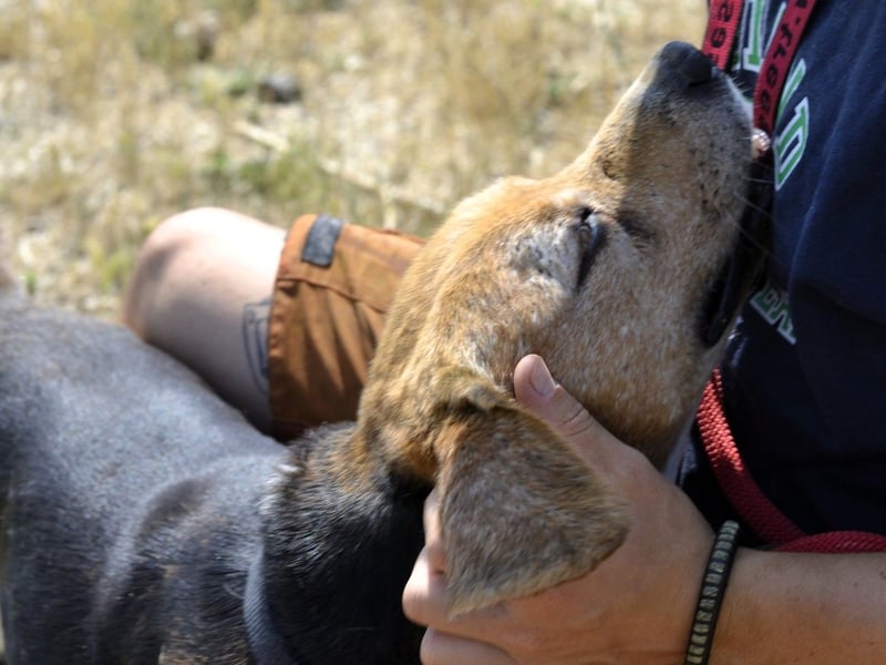 Gustav – reserviert