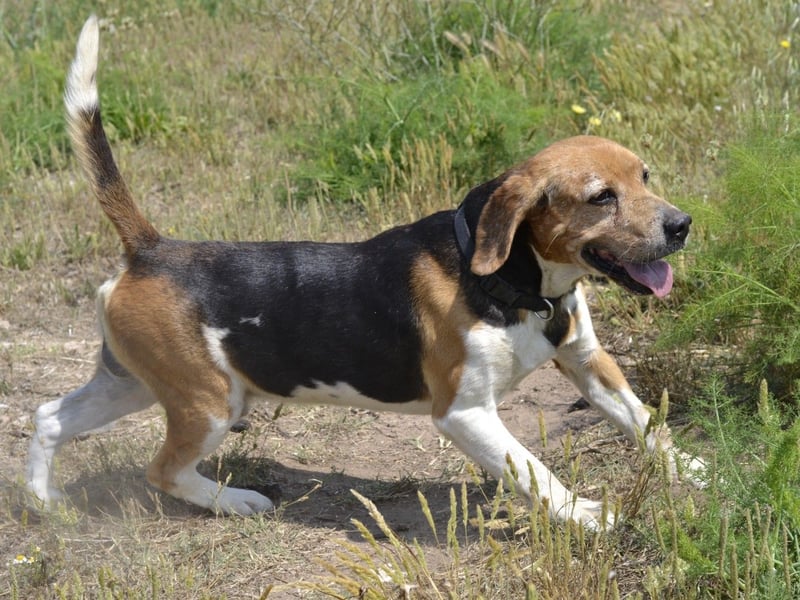 Gustav – reserviert