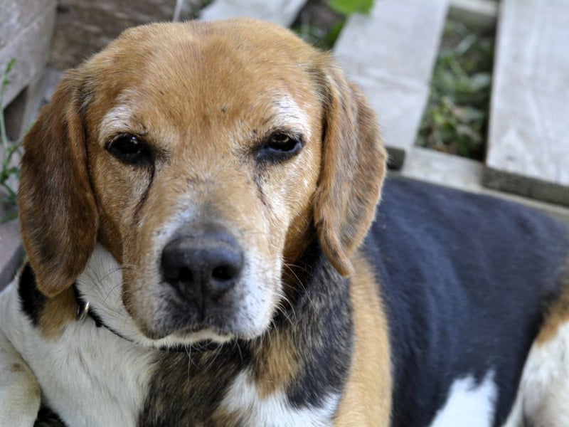 Gustav – reserviert