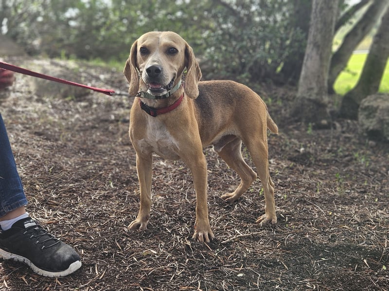 Bobo: gemütlicher Beagle-Mix
