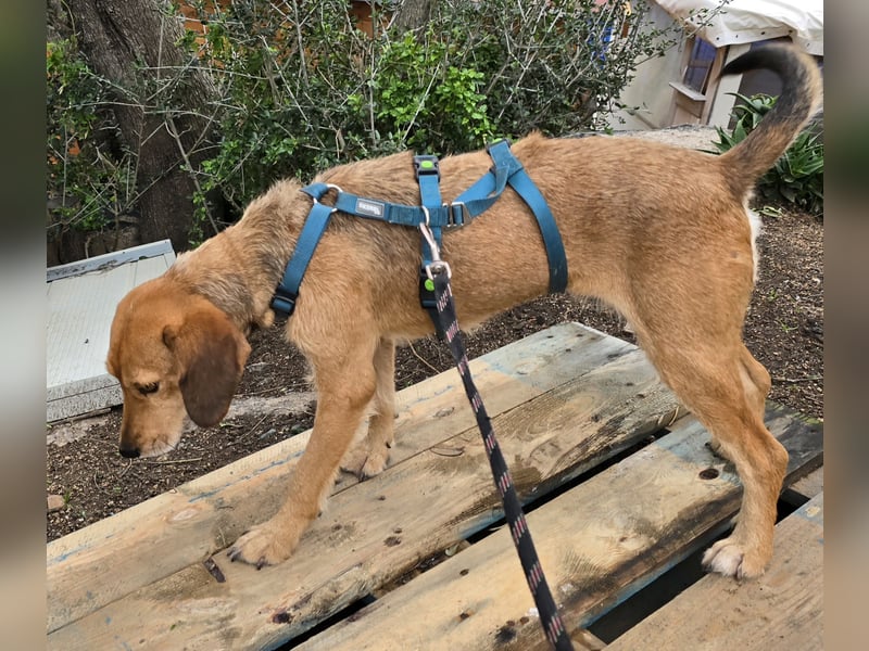 Bobo: gemütlicher Beagle-Mix