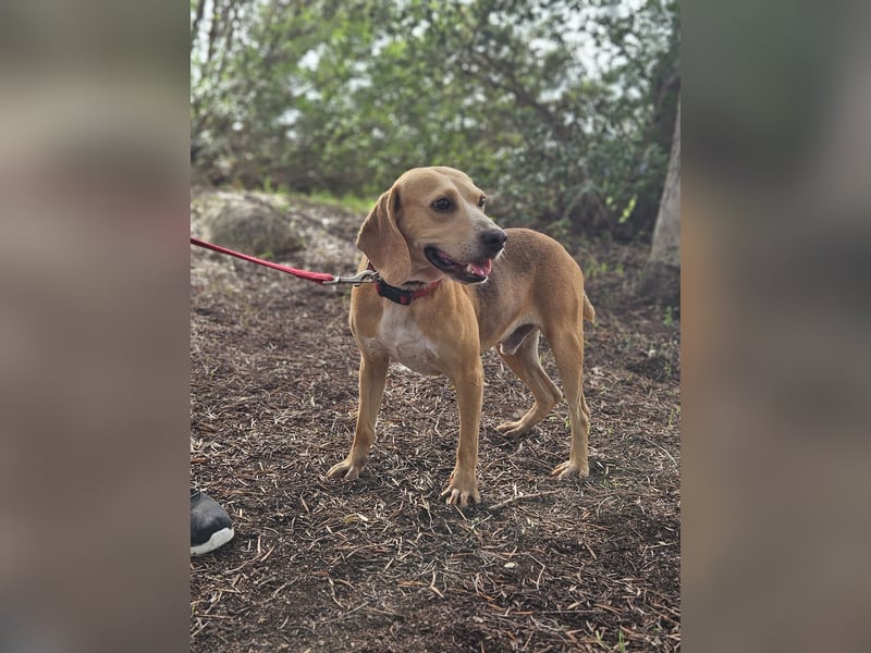 Bobo: gemütlicher Beagle-Mix