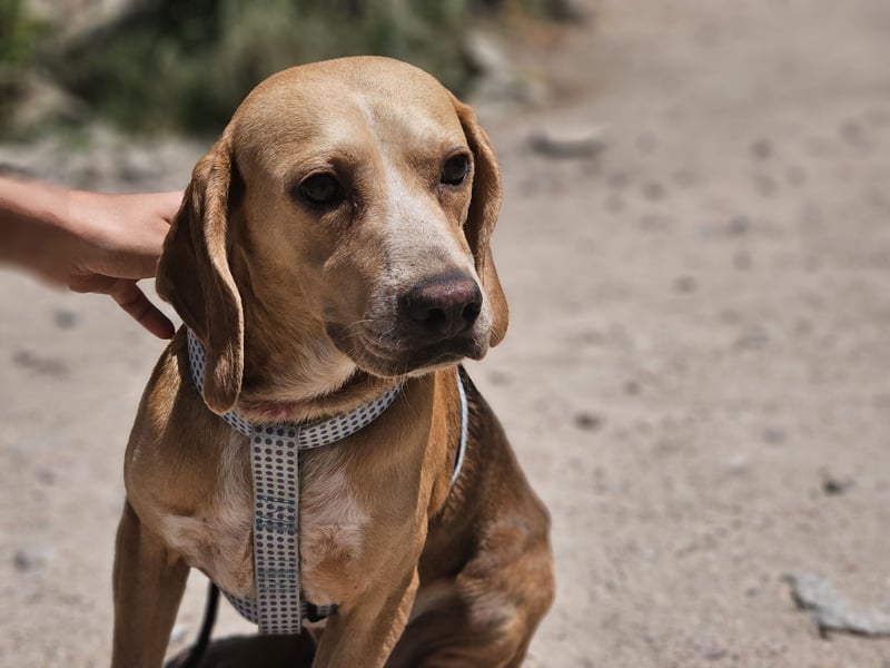 Bobo: gemütlicher Beagle-Mix