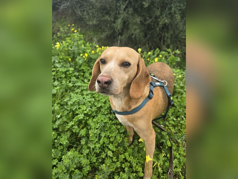 Bobo: gemütlicher Beagle-Mix