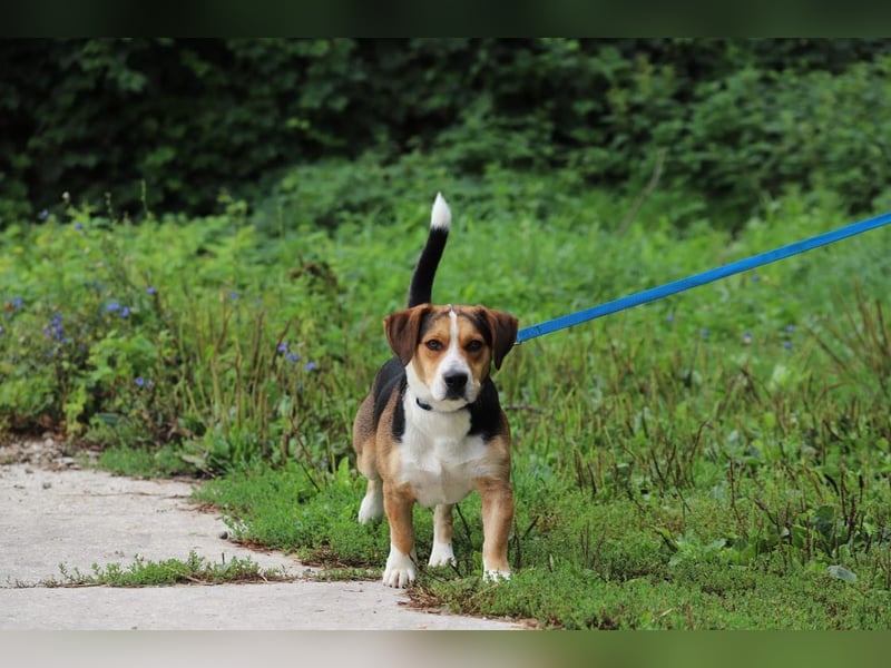 HERMANN - der liebe und rücksichtsvolle Beagle-Mix mag Artgenossen und geht schon toll an der Leine!