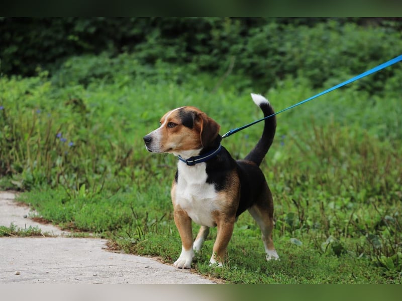 HERMANN - der liebe und rücksichtsvolle Beagle-Mix mag Artgenossen und geht schon toll an der Leine!