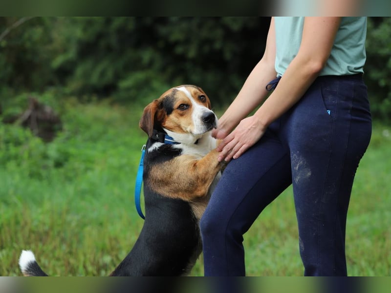 HERMANN - der liebe und rücksichtsvolle Beagle-Mix mag Artgenossen und geht schon toll an der Leine!