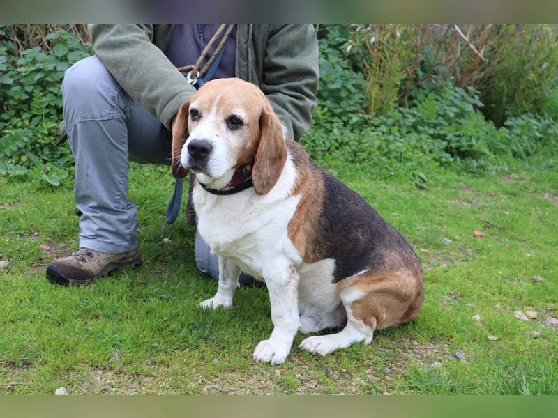 Beagle Senior E•L•T•O•N  - wurde im Tierheim abgegeben