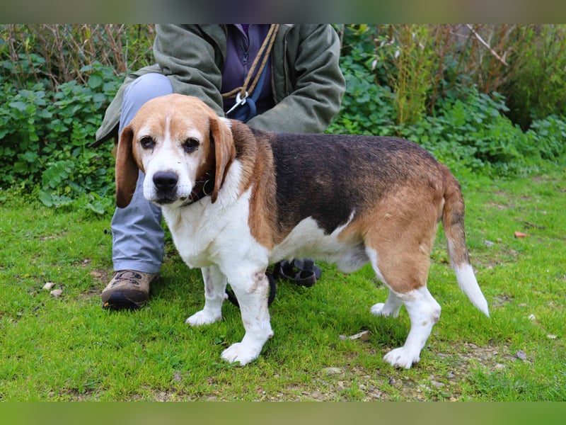 Beagle Senior E•L•T•O•N  - wurde im Tierheim abgegeben