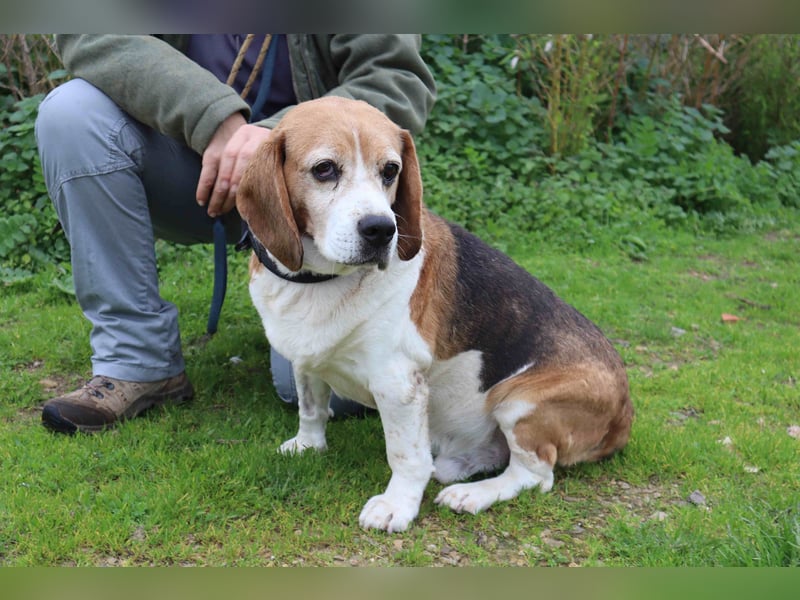 Beagle Senior E•L•T•O•N  - wurde im Tierheim abgegeben