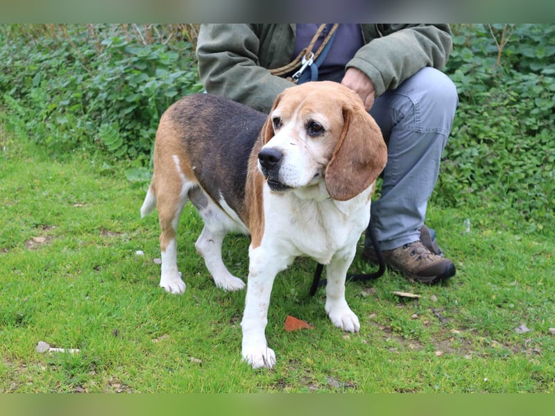 Beagle Senior E•L•T•O•N  - wurde im Tierheim abgegeben