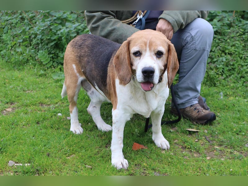 Beagle Senior E•L•T•O•N  - wurde im Tierheim abgegeben