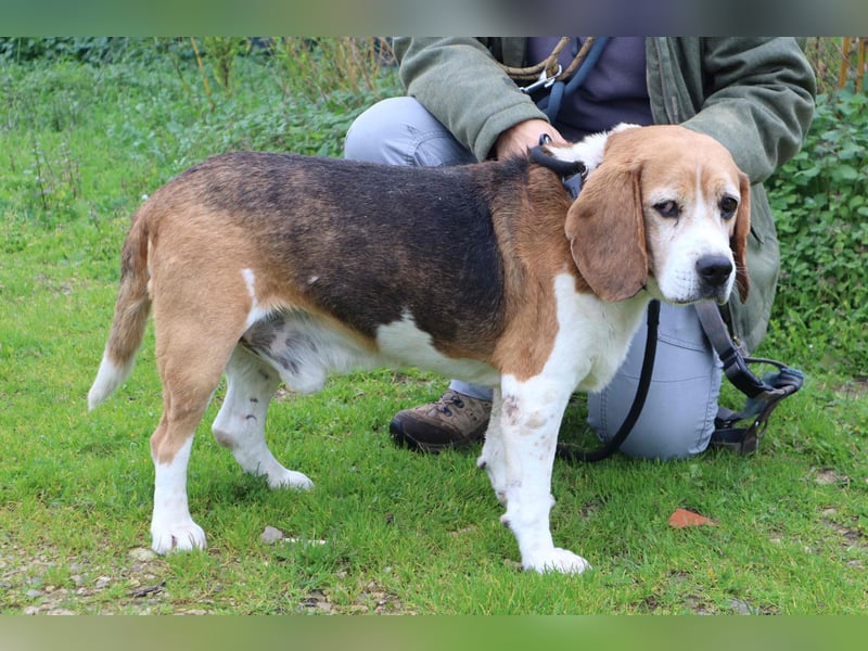 Beagle Senior E•L•T•O•N  - wurde im Tierheim abgegeben