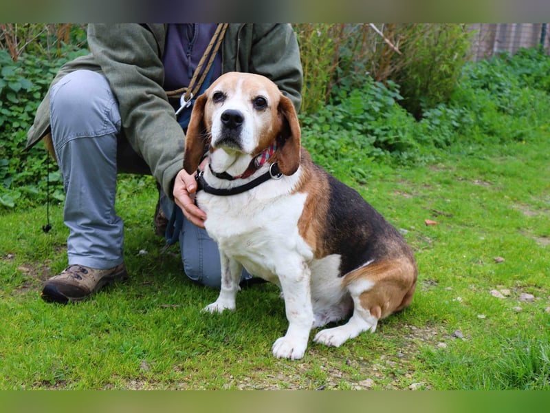 Beagle Senior E•L•T•O•N  - wurde im Tierheim abgegeben