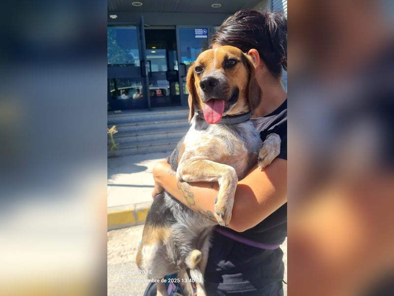 Maximo (Max) - bezaubernder BeagleMix sucht DICH! Maximo (Max) - bezaubernder BeagleMix sucht DICH!