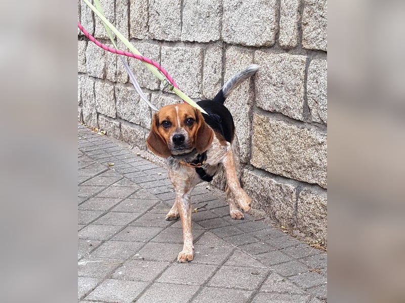 Maximo (Max) - bezaubernder BeagleMix sucht DICH! Maximo (Max) - bezaubernder BeagleMix sucht DICH!