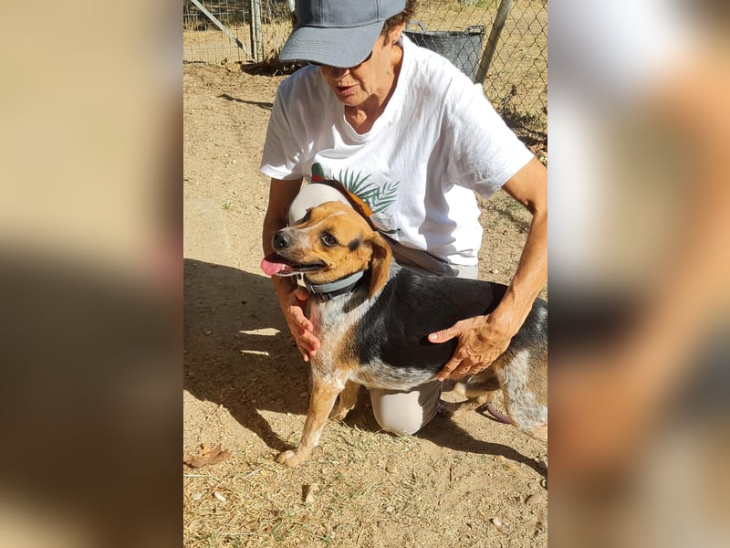 Maximo (Max) - bezaubernder BeagleMix sucht DICH! Maximo (Max) - bezaubernder BeagleMix sucht DICH!