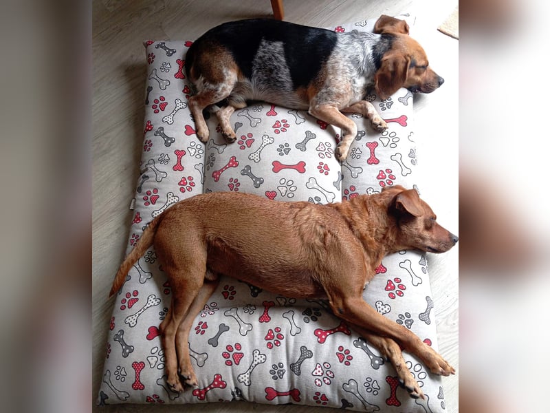 Maximo (Max) - bezaubernder BeagleMix sucht DICH! Maximo (Max) - bezaubernder BeagleMix sucht DICH!