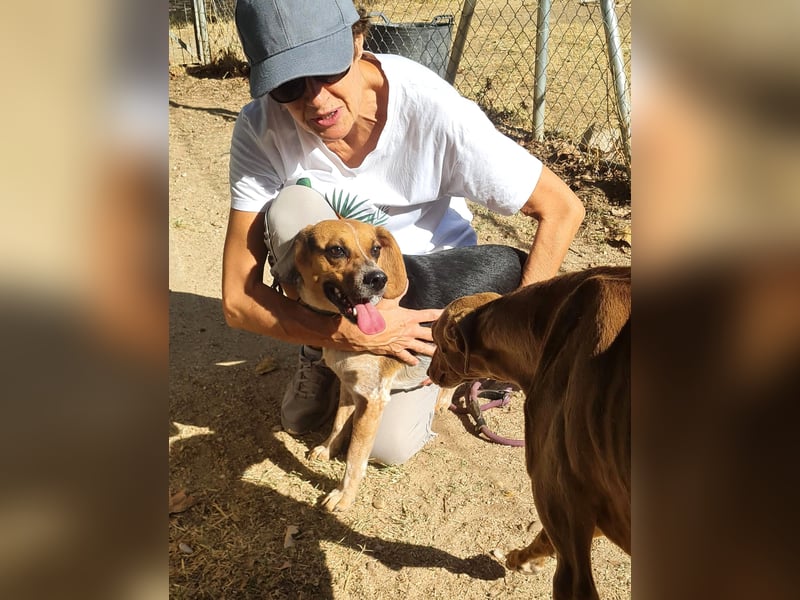 Maximo (Max) - bezaubernder BeagleMix sucht DICH! Maximo (Max) - bezaubernder BeagleMix sucht DICH!