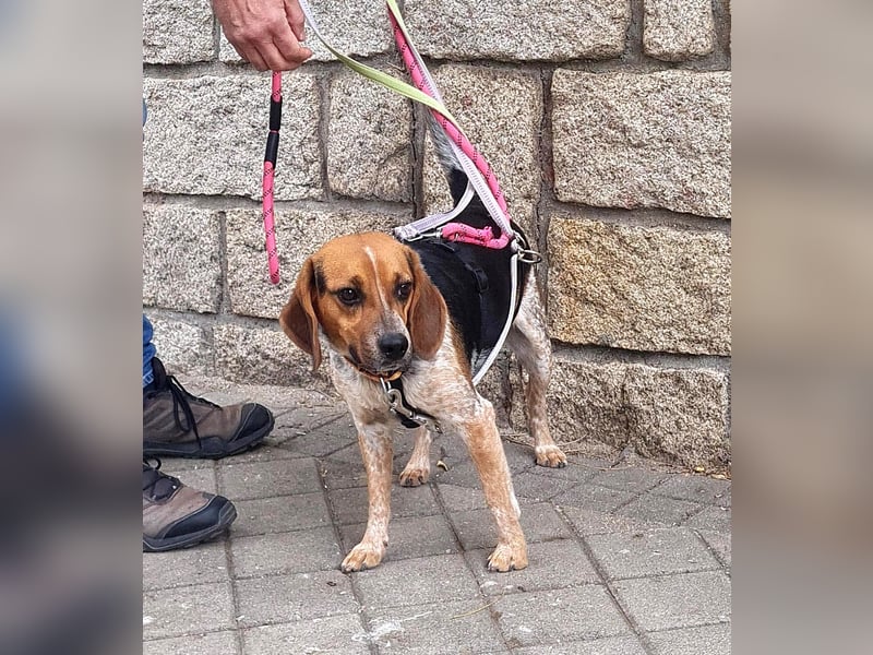 Maximo (Max) - bezaubernder BeagleMix sucht DICH! Maximo (Max) - bezaubernder BeagleMix sucht DICH!