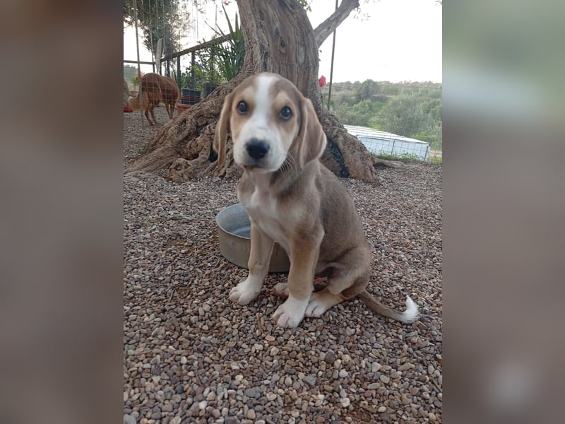 Rüde MICKEY sucht ein Zuhause