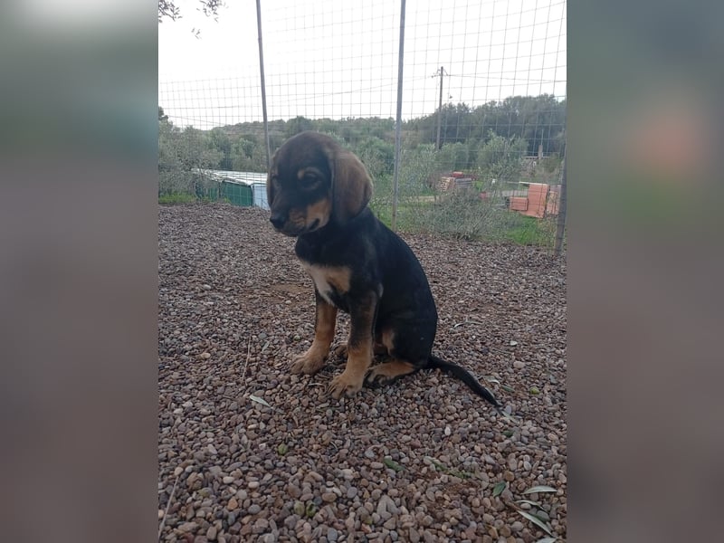 Hündin MINNIE sucht ihr Für-immer-Körbchen