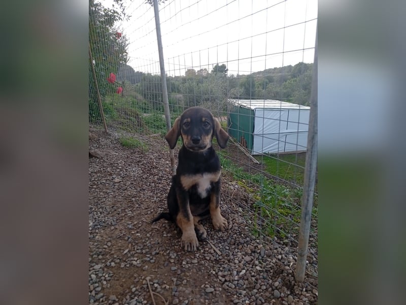 Hündin MINNIE sucht ihr Für-immer-Körbchen