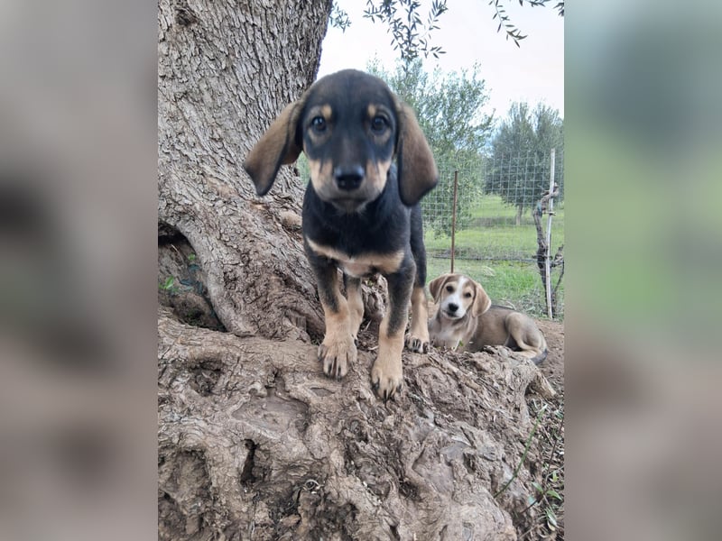 Hündin MINNIE sucht ihr Für-immer-Körbchen