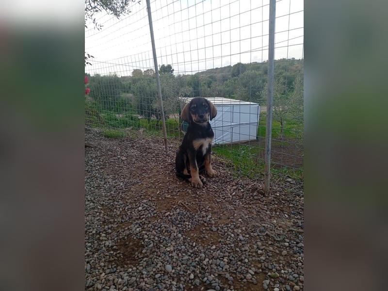 Hündin MINNIE sucht ihr Für-immer-Körbchen