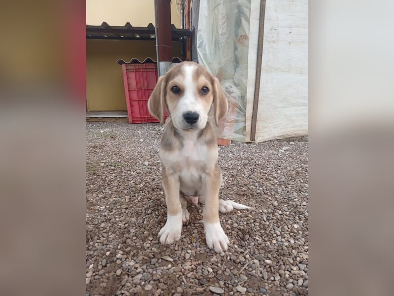 Rüde MICKEY sucht ein Zuhause