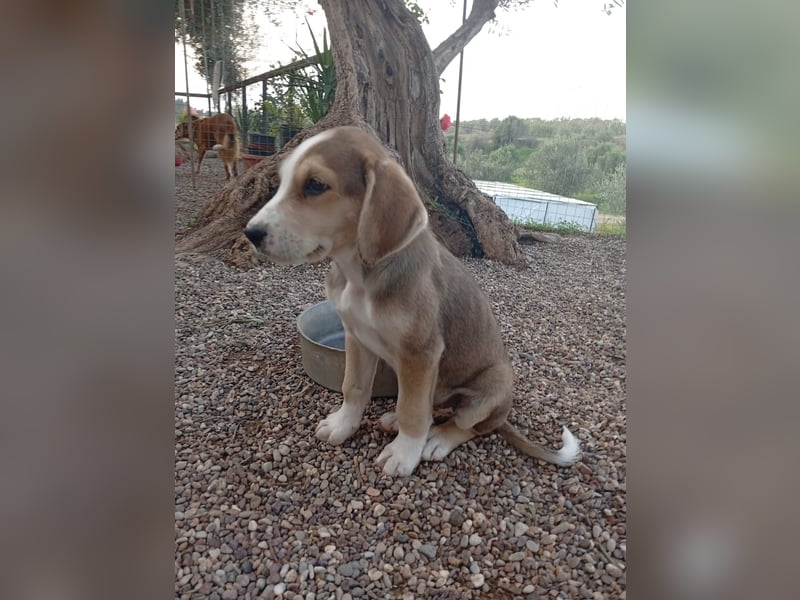 Rüde MICKEY sucht ein Zuhause