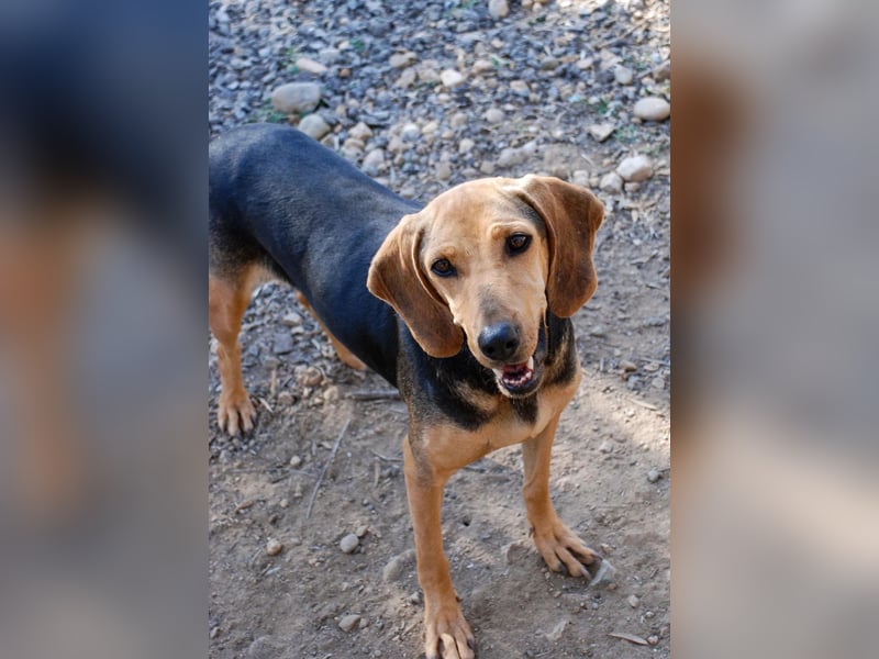 Mary, Liebe, zurückhaltende Beagle ähnl. Schönheit, 4J., kastriert