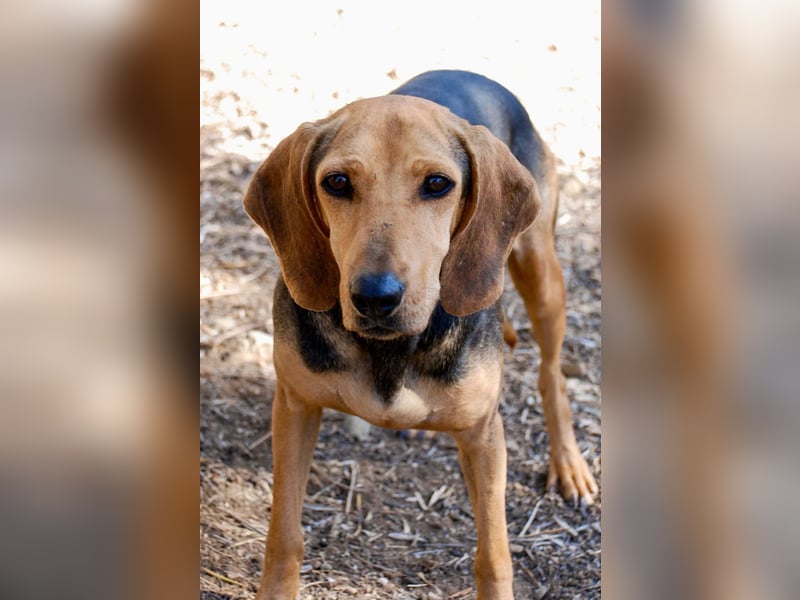 Mary, Liebe, zurückhaltende Beagle ähnl. Schönheit, 4J., kastriert