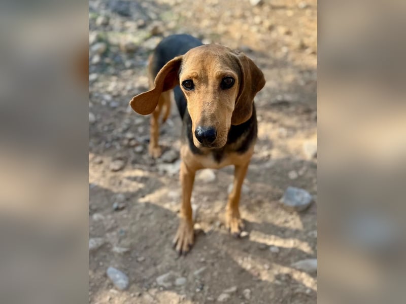 Mary, Liebe, zurückhaltende Beagle ähnl. Schönheit, 4J., kastriert