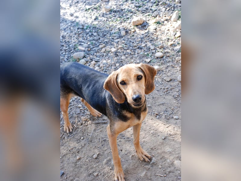 Mary, Liebe, zurückhaltende Beagle ähnl. Schönheit, 4J., kastriert